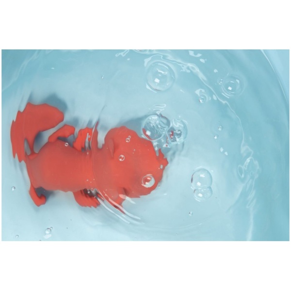 Schwimm-Füchsin Alice