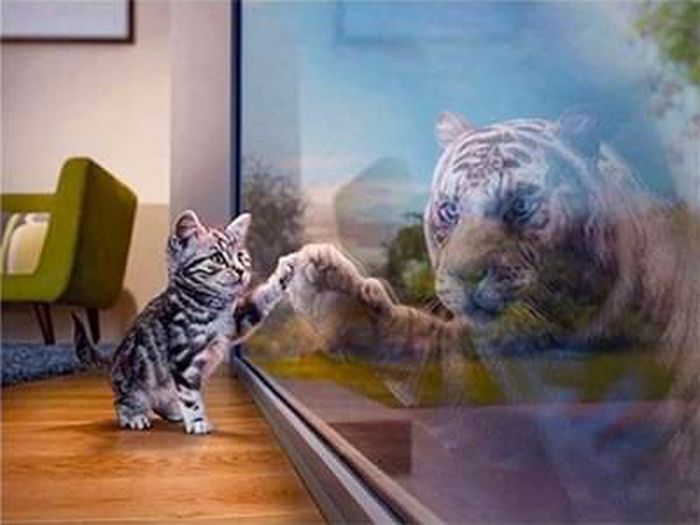 Diamond Painting Kätzchen (Design 25x35)30x40 cm Diamond Painting Kätzchen (Design 25x35)30x40 cm